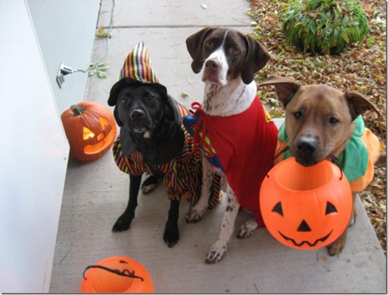 Dogs-Halloween1-563x428
